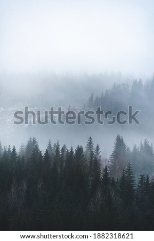 Foto Bild Nebliger Wald mit einem Licht in der Ferne, Zermatt, Schweiz