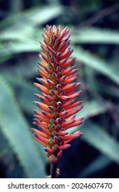 A vertical shot of a beautiful red Candelabra Aloe plant with a blurred leafy background