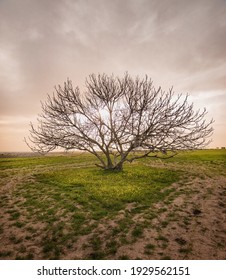 A Vertical Shot Of A Beautiful Sakura Tree In The Farming Field In The Sunset  Perfect For Wallpaper