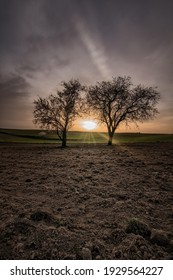 A Vertical Shot Of Beautiful Trees In The Farming Field During The Sunset  Perfect For Wallpaper