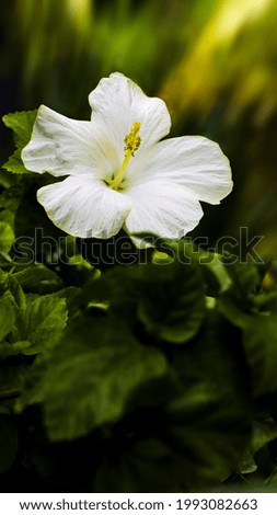 Similar – Foto Bild Weiße Hibiskusblütenblätter