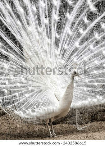 Similar – white Animal Bird 1