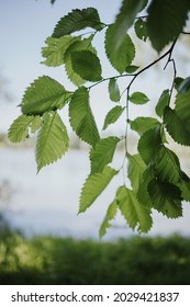 A Vertical Shot Of Beautiful Wych Elm Tree Leaves And A Sky Background