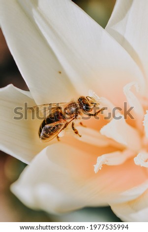 Foto Bild Biene sammelt Pollen an einer Kleeblüte