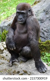 A Vertical Shot Of A Big Gorilla Ape Sitting On A Rock In The Nature