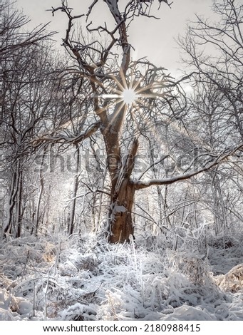 Similar – trees in an ice of lake