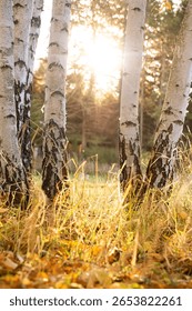 A vertical shot of birch tree trunks and fallen leaves on the ground under the sunlight