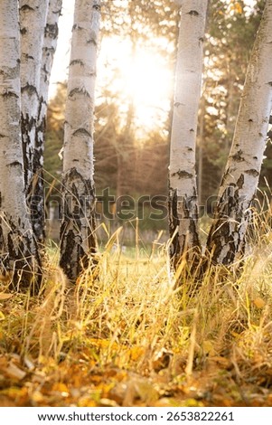 A vertical shot of birch tree trunks and fallen leaves on the ground under the sunlight