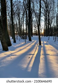 A Vertical Shot Of A Bornholm Forest With Tall Trees In Snowy Winter