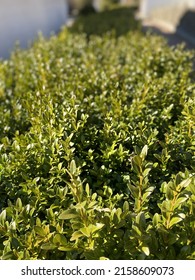 A Vertical Shot Of Box Hedge Plants Under Sunlight