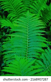 Vertical Shot Of Bright Green Fern Leaf Closeup