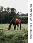 A vertical shot of a brown horse eating grass in the field