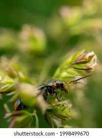 A vertical shot of a bug sitting on a plant