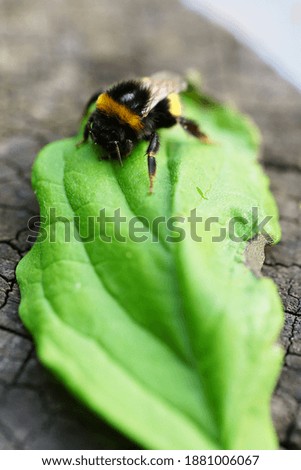 Similar – Foto Bild Bombus Hummel Erdhummel