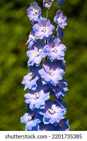 A Vertical Shot Of A Candle Larkspur Flower (Delphinium Elatum)