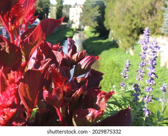 A Vertical Shot Of Canna Durban Red Leaves In A Park Under Sunlight