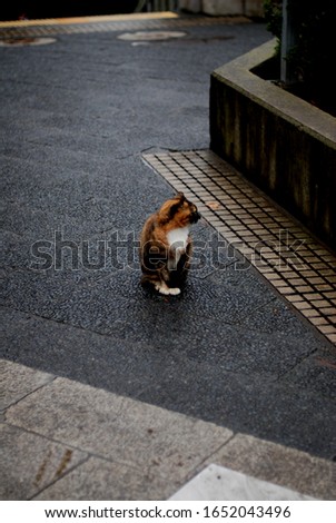 Similar – Image, Stock Photo go for a walk Dog 1 Animal