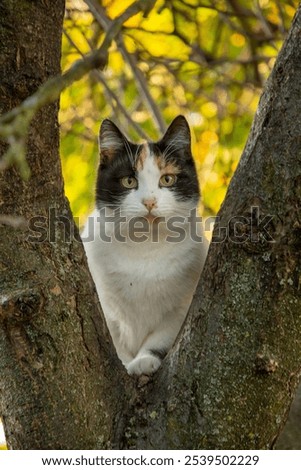 Similar – Image, Stock Photo A cat sits between wrapping paper under the Christmas tree.