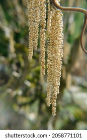 A Vertical Shot Of Catkins On Harry Lauder's Walking Stick Tree 