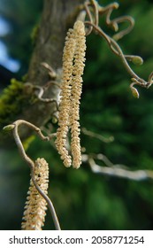 A Vertical Shot Of Catkins On Harry Lauder's Walking Stick Tree 