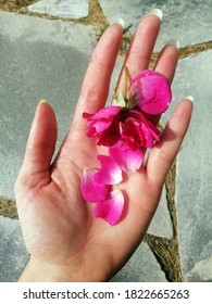 A Vertical Shot Of A Caucasian Woman Holding Sweet Pea Flower Petals In Her Palm