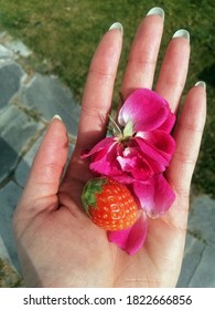 A Vertical Shot Of A Caucasian Woman Holding Sweet Pea Flower Petals And A Strawberry In Her Palm