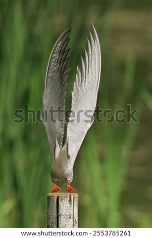 A vertical shot of a Common Tern sitting on the wood
