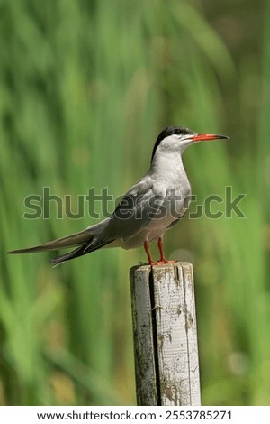 A vertical shot of a Common Tern sitting on the wood