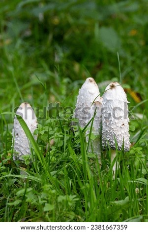 A vertical shot of Coprinus comatus mushrooms