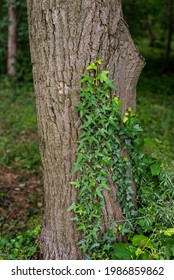 A Vertical Shot Of Crawling Vines On A Tree Trunk In The Forest