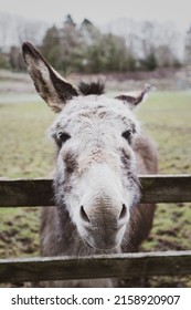 A vertical shot of a curious farmyard donkey peering over a fence