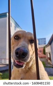 A Vertical Shot Of A Cute Dog Hanging Out Behind The Metal Gate