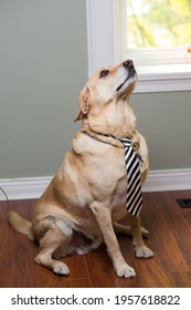 A Vertical Shot Of A Cute Dog Wearing A Striped Tie Looking Up Inside A House