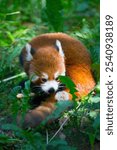 A vertical shot of a cute red panda lounging in a lush green forest setting