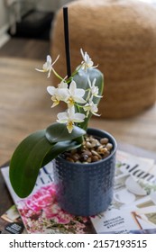 A vertical shot of cute small Phalaenopsis Equestris flowers growing in a pot on top of magazines