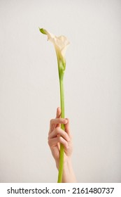 Vertical Shot Of Dainty Womans Hand Holding Single Calla Flower Against White Wall Background, Copy Space