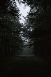 A Vertical Shot Of The Dark Forest With Dense Vegetation  Moody, Mystical Landscape 