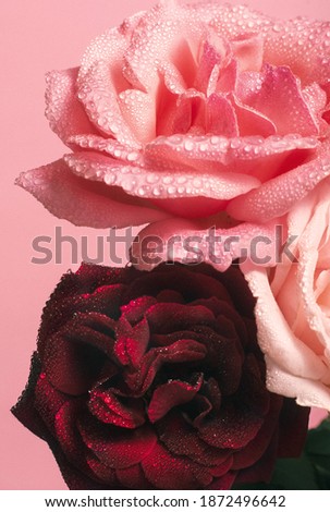 A vertical shot of delicate roses with dewy petals