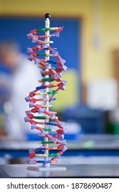 Vertical Shot Of A DNA Helix Model In A Science Classroom.