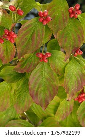 A Vertical Shot Of A Dogwood Tree Leaves And Berries In The Fall Of The Year In Missouri