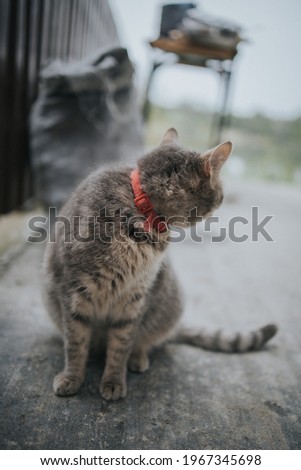 Similar – Image, Stock Photo red tabby cat sitting outside on a windowsill in the sunshine