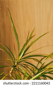 A Vertical Shot Of Dracaena Plant Leaves Under The Sunlight At Home