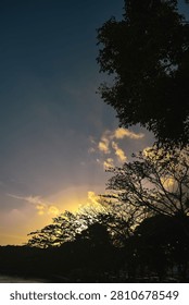 Vertical shot of dramatic evening sky at sunset with golden light behind dark silhouettes of large trees.