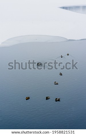 romantic ducks Lake Clouds