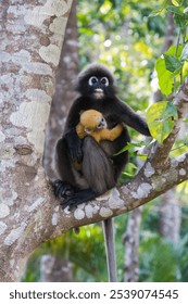 A vertical shot of a dusky leaf monkey with its baby hanging on on a branch