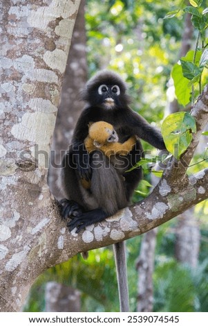 A vertical shot of a dusky leaf monkey with its baby hanging on on a branch