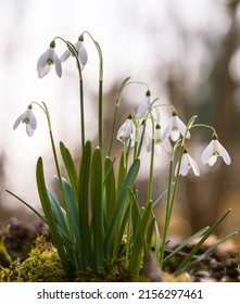 A Vertical Shot Of Early English Spring Snowdrops In Cottisford Churchyard, Oxfords