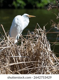 A vertical shot of an Eastern great egret perched on dried grass in a field