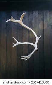 A vertical shot of elk antlers on a wooden wall in Sweden