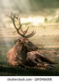 A vertical shot of an elk lying in a field under the bright sunlight with a blurry background
